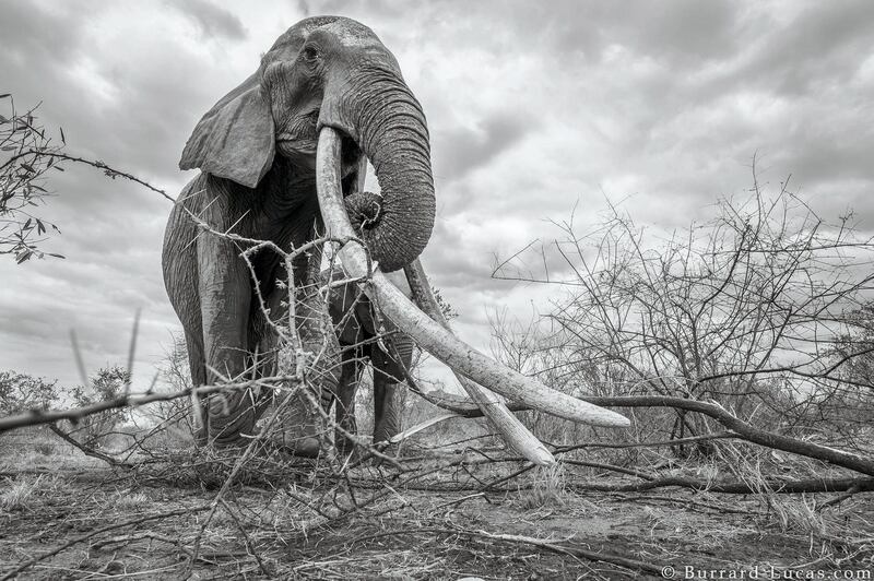 The elephants are often targets of poachers thanks to their mammoth tusks. Courtesy Burrard-Lucas Photography 