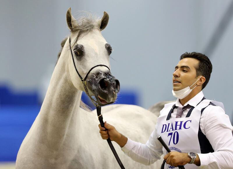 Dubai, United Arab Emirates - Reporter: Nick Webster. News. A horse competes in the 4-6 year old mares category at The Dubai International Arabian Horse Show at the World trade centre. Thursday, March 18th, 2021. Dubai. Chris Whiteoak / The National