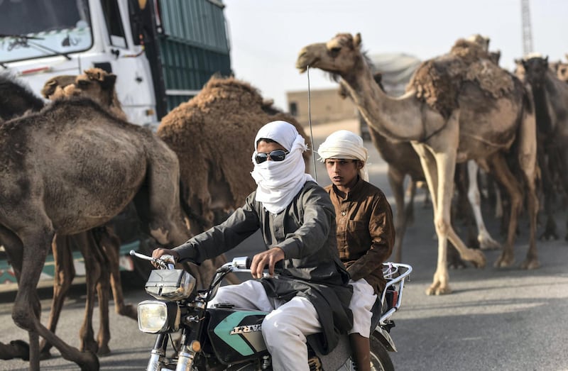 Camel herders pass with their motorcycle in the western frontline of Raqa on July 17, 2017, during an offensive by the US-backed Syrian Democratic Forces, a majority Kurdish and Arab alliance, to retake the city from Islamic State (IS) group fighters. - Heavy bombardment and fierce fighting shook the Islamic State group's Syrian stronghold Raqa, as SDF said they captured a new neighbourhood from entrenched jihadists. Bursts of gunfire and artillery as well as the thud of air strikes conducted by the US-led coalition filled the air in western neighbourhoods of Raqa, on what AFP's correspondent said was the heaviest day of bombardment to date. (Photo by BULENT KILIC / AFP)