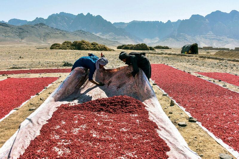 Farmers work at a field to sun-dry pomegranate seeds in Kandahar. AFP