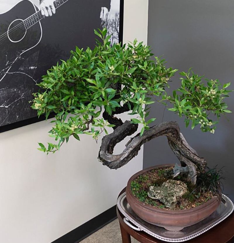 The bonsai tree has now been given to a specialised museum in the United States. Courtesy CIA