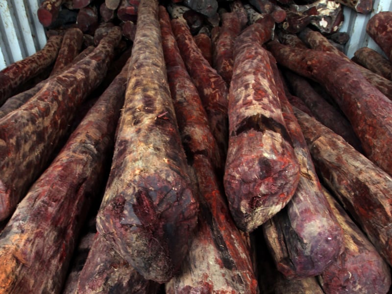 More than 30 tonnes of red sandalwood – also known as red sanders – was seized in 2020. EPA