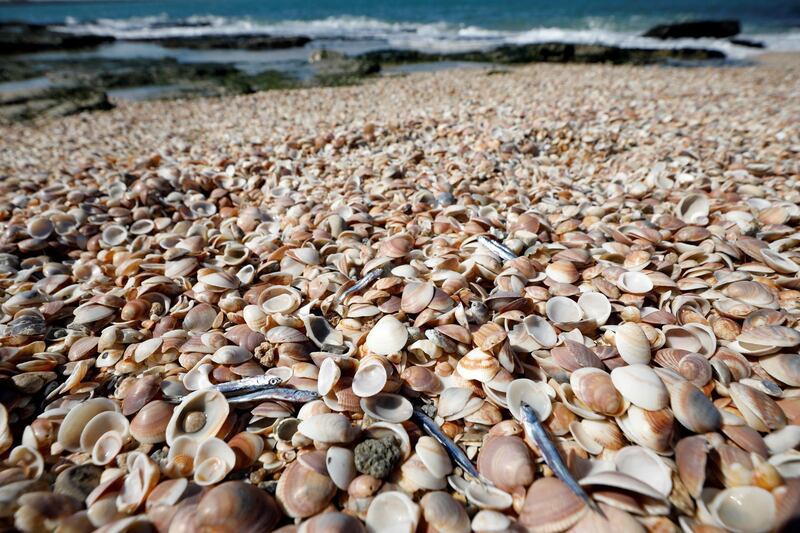 Dead fish are seen on shells at a beach in Ashdod. Reuters