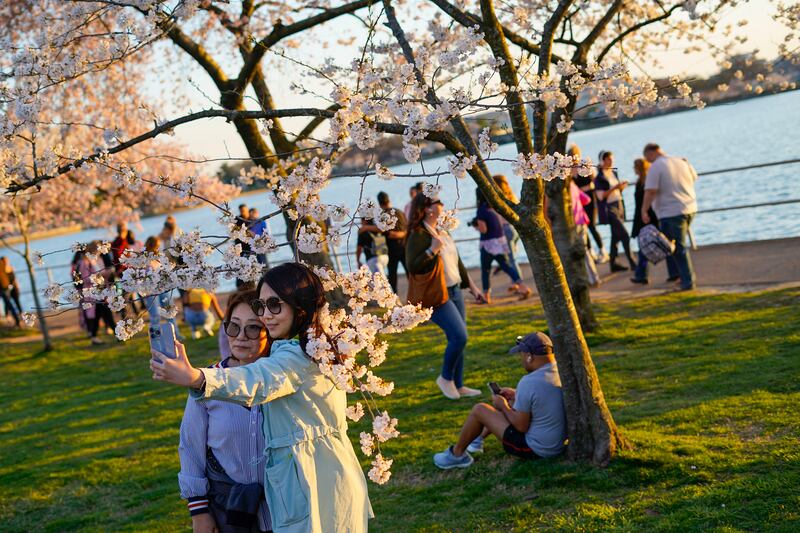 People take pictures under the cherry blossom trees in Washington. AP