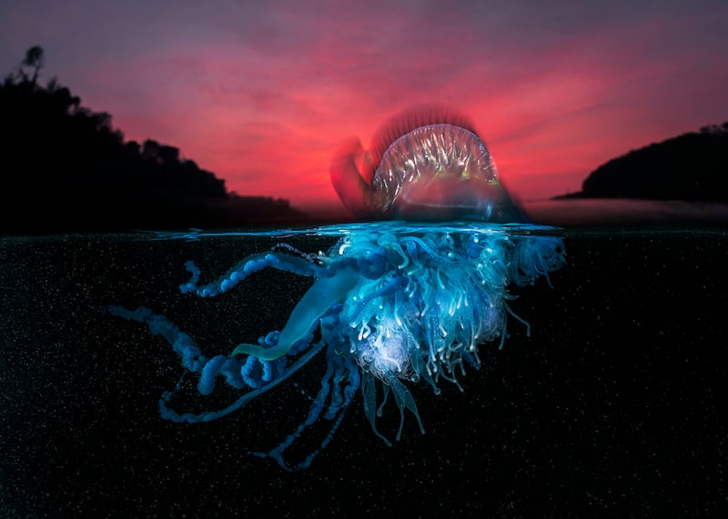 Second place in Collective Portfolio Award, Matty Smith: Pacific Man o’ War, a colourful marine invader, under an apocalyptic red sky