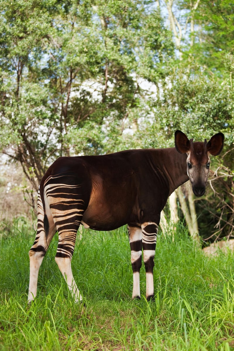 BC9CM8 Okapi Herbivorious mammal with unusual markings The Flagship species of the Ituri Rainforest Democratic Republic of Congo