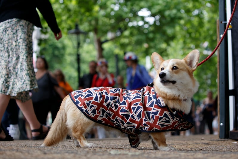 A corgi gets into the platinum jubilee spirit on The Mall. Events marking the occasion are taking place over a holiday long weekend in the UK. AP 