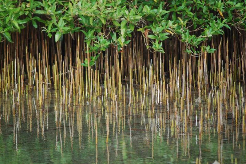 Mangroves at Marawah Marine Biosphere Reserve, and Eid Al Romaithi, who manages Ead’s Mirfa station. Courtesy Environment Agency Abu Dhabi