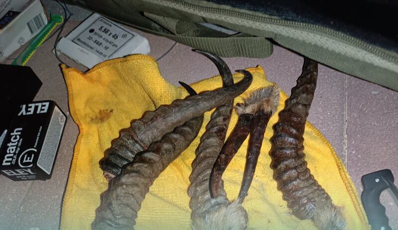 Ringed horns of Arabian gazelles seized from the poachers. Photo: The Oman Environment Authority