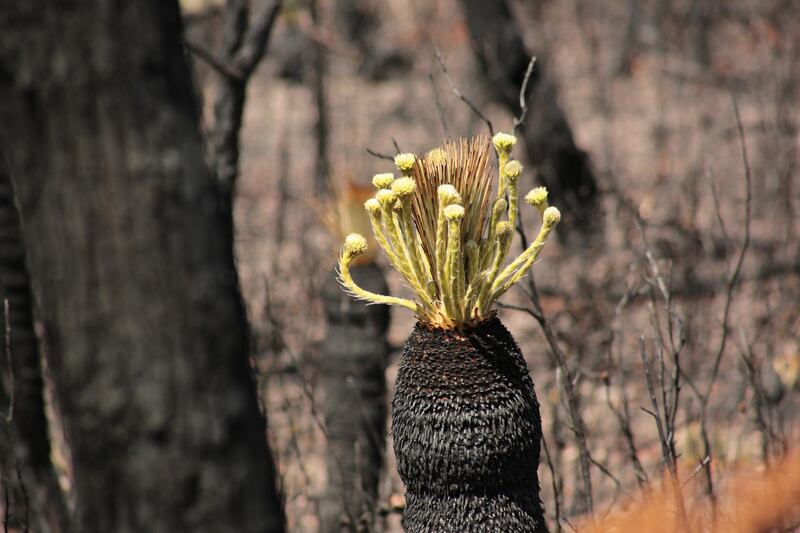 The aftermath of the 2019-2020 bushfires in the Stirling Ranges National Park, Western Australia. Louise Burke/The National