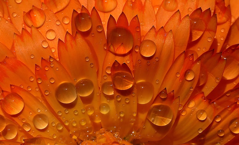 Water droplets on a flower at a garden in New Delhi, India. EPA