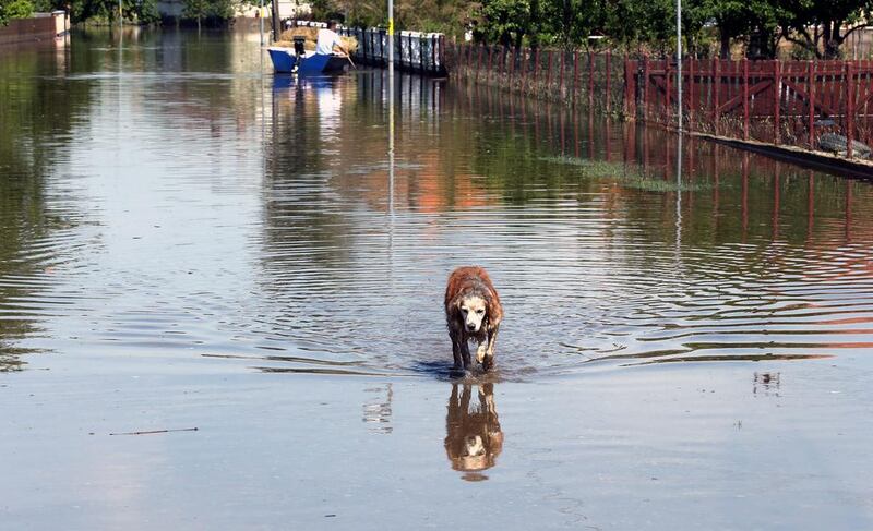 A dog goes through a flooded street in Bijeljina, 180 km northeast from Sarajevo, Bosnia and Herzegovina. EPA / FEHIIM DEMIR