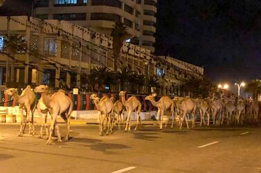 Thousands of camels were walked out of Tripoli last week. Reuters