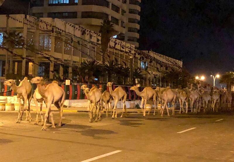 A herd of camels walk across the streets in Tripoli, Libya February 19, 2020. Picture taken February 19, 2020. REUTERS/Ahmed Elumami