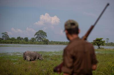 A forest guard stands by a one-horned rhinoceros grazing in the Kaziranga national park. AP