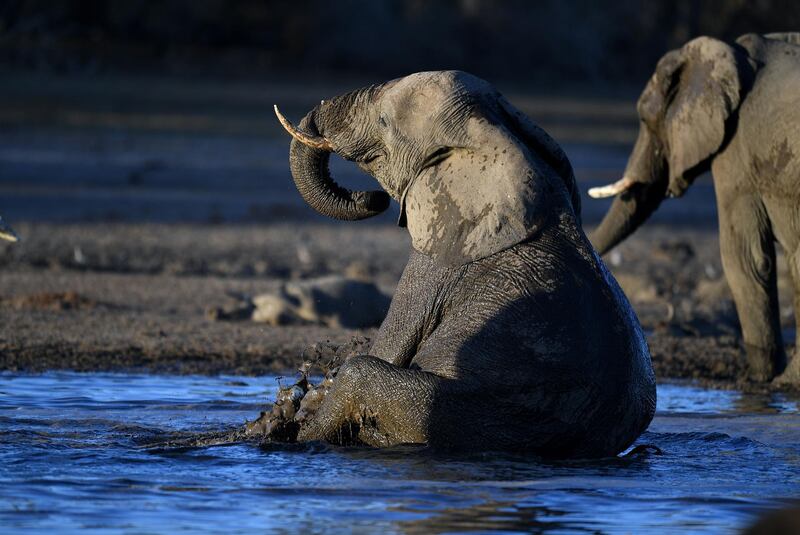 An elephant sits in the water in one of the dry channel of the wildlife reach Okavango Delta near the Nxaraga village in the outskirt of Maun, on 28 September 2019. - The Okavango Delta is one of Africa's last remaining great wildlife habitat and provides refuge to huge concentrations of game. Botswana government declared this year as a drought year due to no rain fall through out the country. (Photo by MONIRUL BHUIYAN / AFP)
