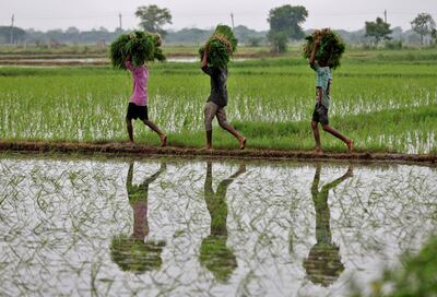 Farm labourers carry rice saplings for planting in a field on the outskirts of Ahmedabad in India on July 21. Reuters