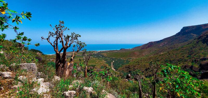 Desert rose (Adenium socotranum) plants grow on Di-Hamri mountain, on Socotra Island. AFP