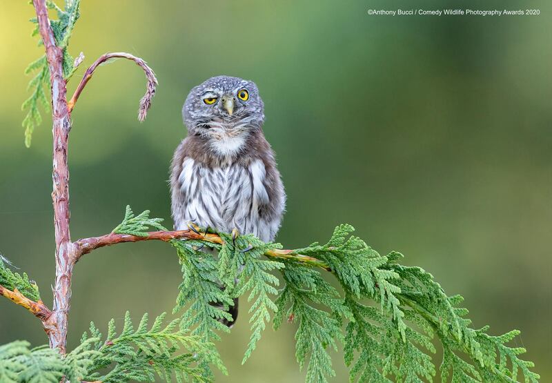The Comedy Wildlife Photography Awards 2020
Anthony Bucci
Port McNeill
Canada
Phone: 
Email: 
Title: Rough night..
Description: This Northern Pygmy Owl on Vancouver Island BC, Canada perched on a small branch looking like he a rough night or the best night of his life.
Animal: Northern Pygmy Owl
Location of shot: Port McNeill