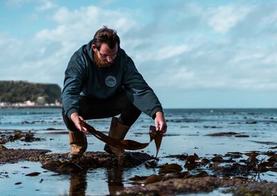 Seaweed harvesting. Photo: SeaGrown