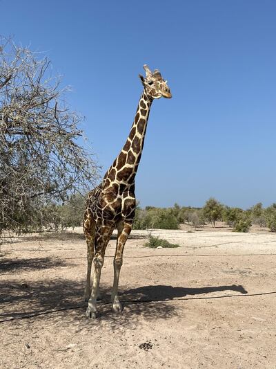 One of the giraffes living on Sir Bani Yas Island. Courtesy Samia Badih