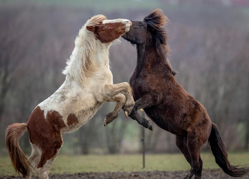 Icelandic horses play in their paddock at a stud farm in Wehrheim near Frankfurt, Germany. AP