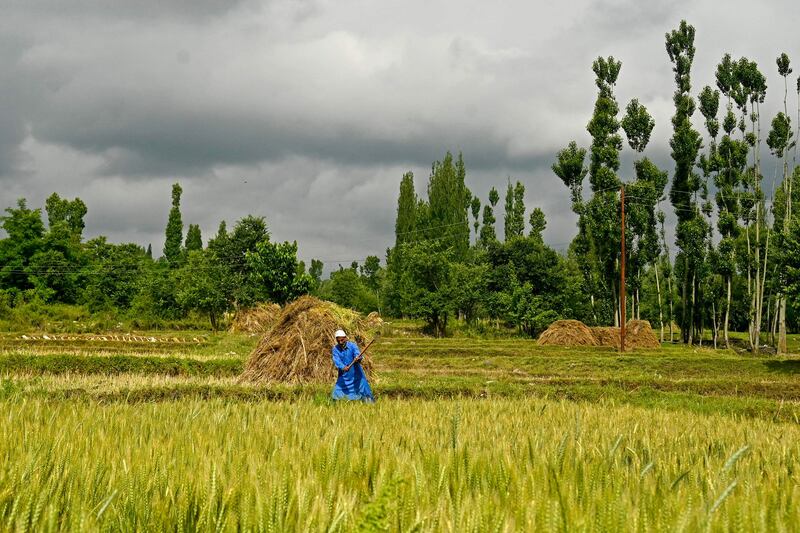 A farmer reaps a rice field on the outskirts of Srinagar. AFP