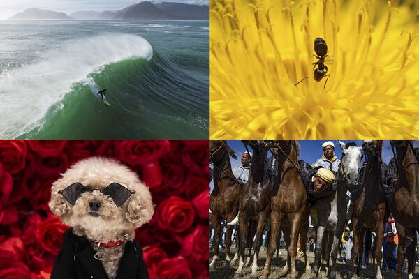 This week's selection includes a surfer in South Africa, The Pet Gala in New York City and a traditional equestrian game in Morocco
