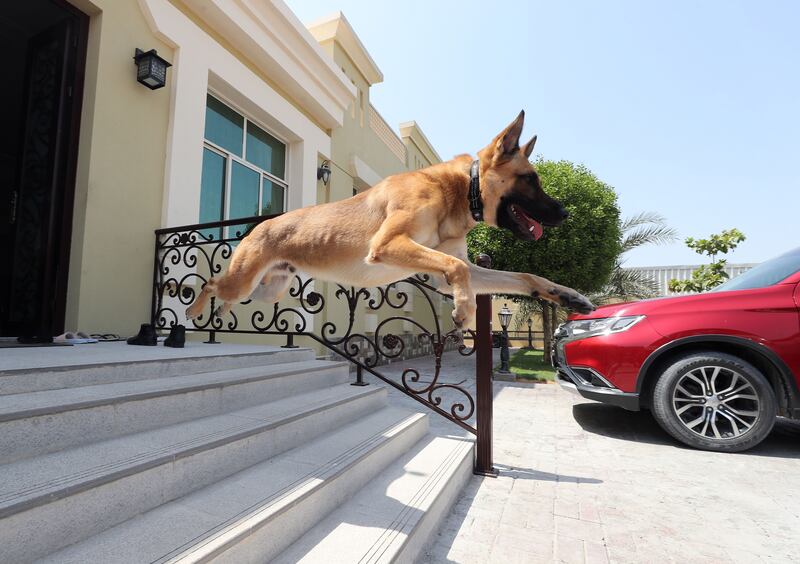 Denny leaps out for a walk. The former Dubai Police K9 team dog goes out at 5.30am and after 7pm. He also loves playing with the family's six children.