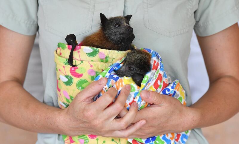 Veterinarian Dr Ludo Valenza poses for a photograph with two Grey headed Flying Foxes which are being treated for bushfire injuries at the Australia Zoo Wildlife Hospital in Beerwah, Queensland.  EPA
