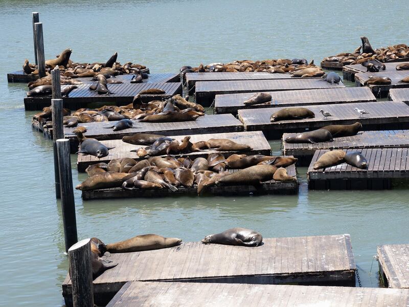 Sea lions are seen at Pier 39 in San Francisco, California.  EPA