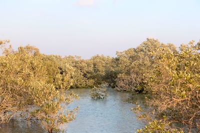 With the Baadr app, users can enjoy a free boardwalk through the Jubail Mangrove Park, get a 10 per cent discount on kayaking, or take part in mangrove tree planting. Khushnum Bhandari / The National