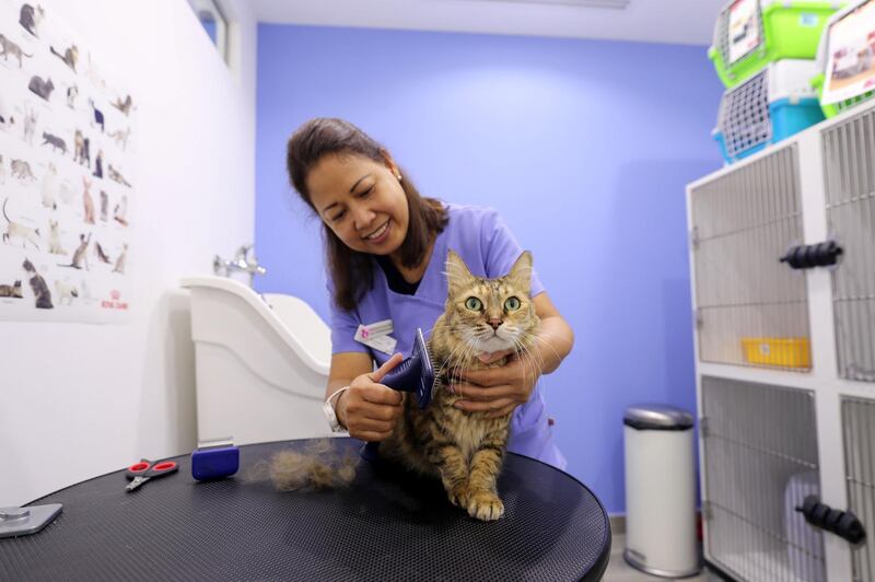 Dubai, United Arab Emirates - October 02, 2019: Marge receives a grooming session from Elena Lopena. Profile of The Cat Vet UAE. Wednesday the 2nd of October 2019. Hessa Street, Dubai. Chris Whiteoak / The National