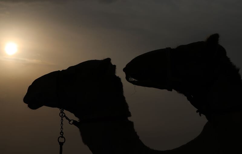 Many camels at the school are retired race camels enjoying a second chance to enjoy life