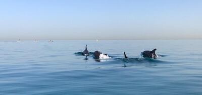 The pod of Indo-Pacific bottlenose dolphins. Courtesy: Loïc Cordelle