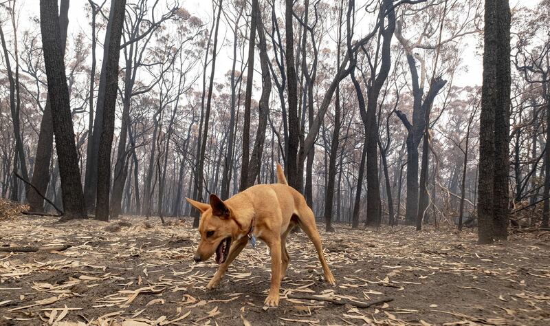 A playful dog is seen in front of burnt trees in  Mallacoota. Getty Images