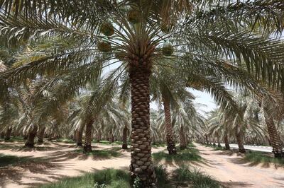 Date palms are abundant across the UAE. Pawan Singh / The National