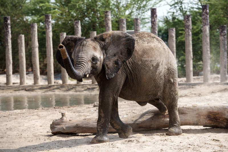 Four African elephants will be some of the biggest new attractions when Dubai Safari re-opens in late 2018. Courtesy Dubai Safari