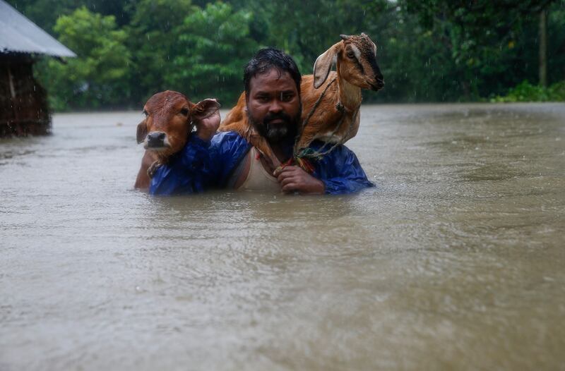 A man carries his cattle on his shoulder as he moves to safer ground at Topa village in Saptari district, Nepal. Narendra Shrestha / EPA