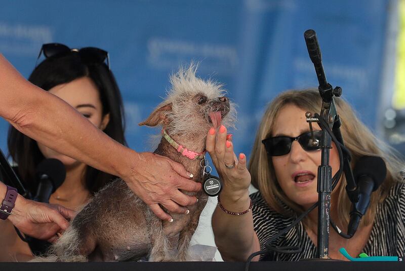Josie, a Chinese Crested mix, is checked by judges Debbie Abrams, right, and Jo Ling Kent during the World's Ugliest Dog Contest. Josie finished third in the contest. Jeff Chiu / AP Photo