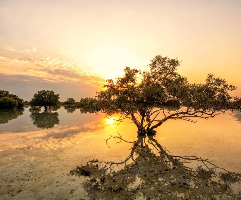 The sun and the purity of the water create a mirror-like reflection in Jubail Island, a few minutes away from Abu Dhabi.