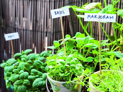 Herbs can easily be grown in the UAE.