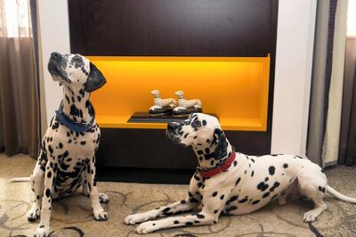 Lulu (left) and Domino were chosen as real-life mascots for the hotel's reopening in 2016. Courtesy Sheraton Grand London Park Lane 