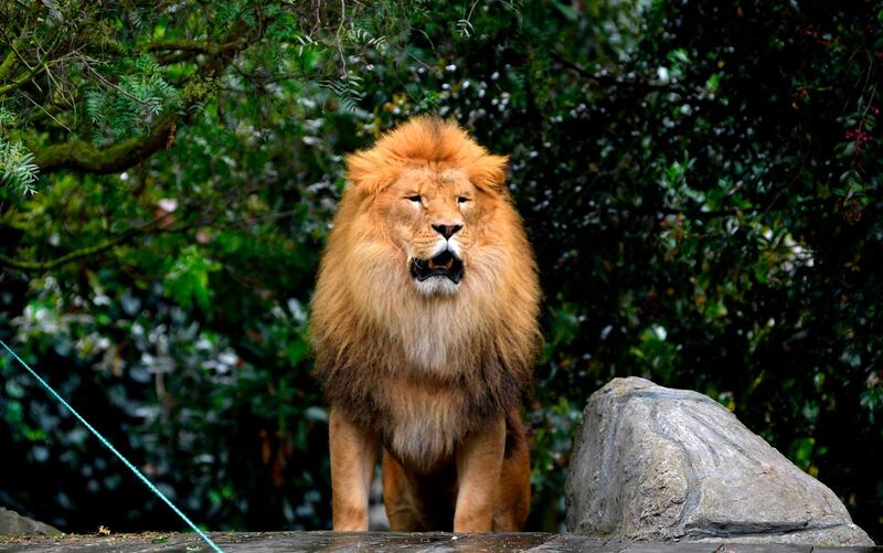 A lion is seen at Bioparque Wakata in Jaime Duque park, in Briceno municipality near Bogota, Colombia. AFP
