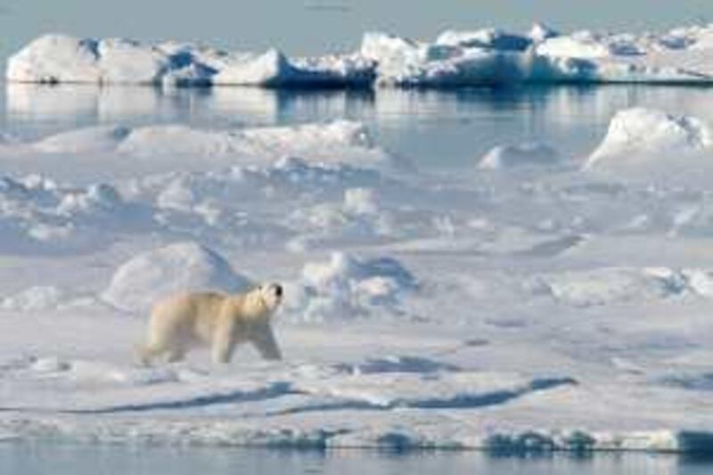 ** ARCHIV ** Ein Eisbaer laeuft  am 10. Juli 2008 ueber Eisschollen in der Baffin Bay, Kanada. Der Schutz der Eisbaeren hat zum ersten Mal seit 25 Jahren wieder alle fuenf Anrainerstaaten der Arktis an einen Tisch gebracht. Vertreter aus Norwegen, den USA, Kanada, Russland und dem zu Daenemark gehoerenden Groenland wollen bis Donnerstag, 19. Maerz 2009, in der nordnorwegischen Stadt Tromsoe ueber Moeglichkeiten beraten, den Fortbestand der Eisbaeren in Zeiten des Klimawandels zu sichern. (AP Photo/The Canadian Press, Jonathan Hayward)  --- ** FILE ** A polar bear walks along the ice flow in Baffin Bay above the Arctic circle as seen from the Canadian Coast Guard icebreaker Louis S. St-Laurent, Thursday, July 10, 2008. The Louis is on its annual voyage through Canada's Arctic that includes patrols through the Northwest Passage. (AP Photo/The Canadian Press, Jonathan Hayward)