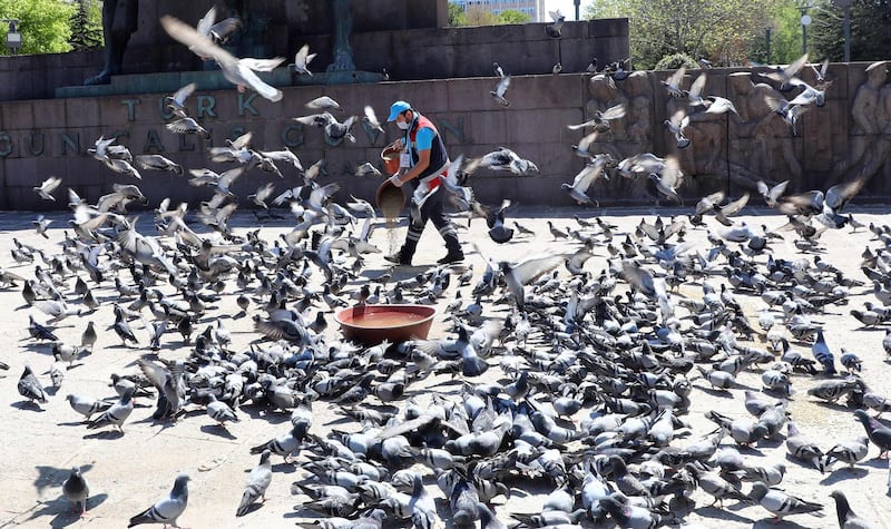 An employee of the Ankara Municipality staff feed pigeons in a park in Ankara.  AFP