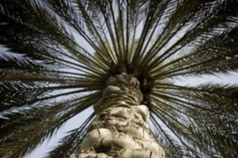 Scientists have sequenced the date palm genome.