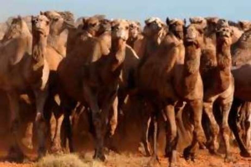 Bull camles approaching the yard. ( Phil Mercer story).

Credit: Evan Morgan