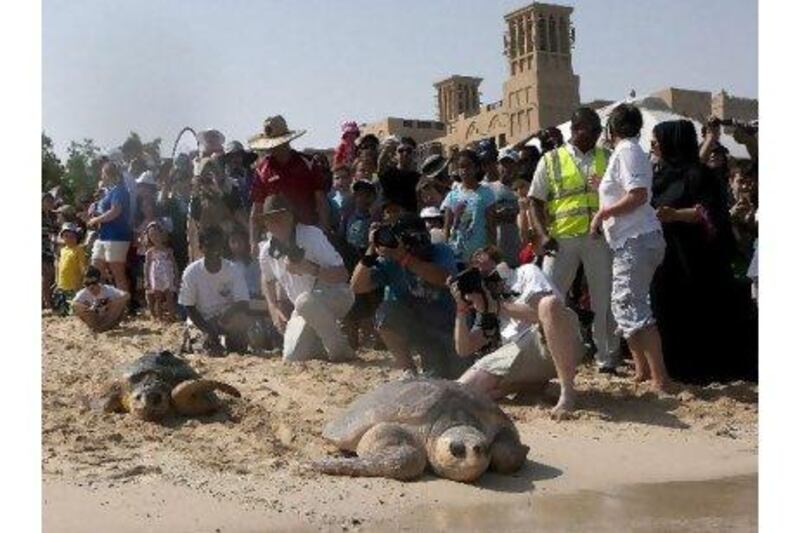 Rehabilitated turtles head to the sea at Madinat Jumeirah Beach when 156 of them were released back into the wild in June.