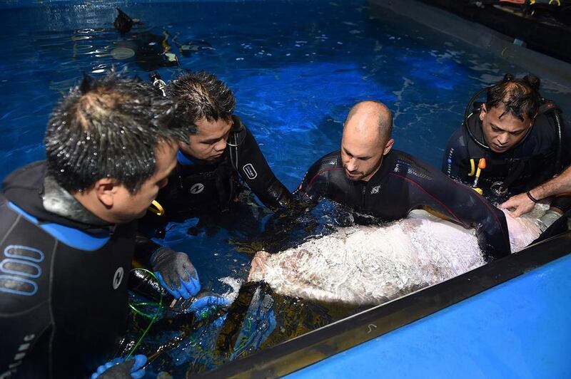 A Sand Tiger shark is given an ultrasound at the Dubai aquarium in Dubai Mall. Courtesy Dubai Aquarium